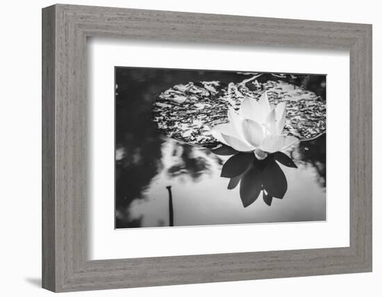 Lotus or Water Lily Flower-SweetCrisis-Framed Photographic Print