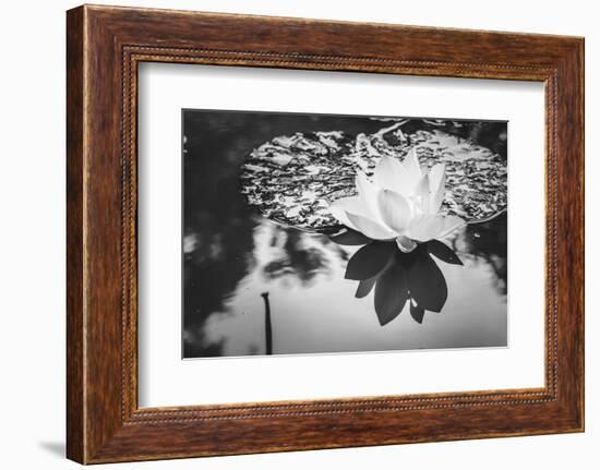 Lotus or Water Lily Flower-SweetCrisis-Framed Photographic Print