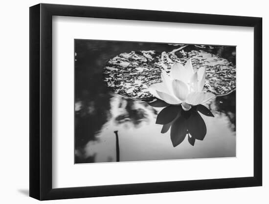 Lotus or Water Lily Flower-SweetCrisis-Framed Photographic Print