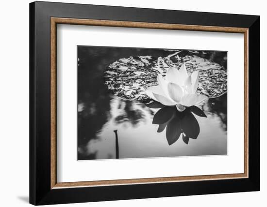 Lotus or Water Lily Flower-SweetCrisis-Framed Photographic Print