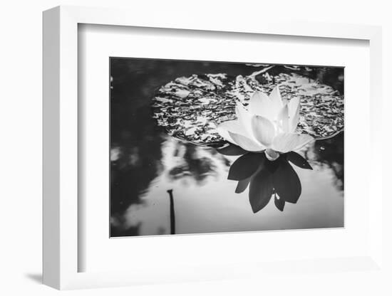 Lotus or Water Lily Flower-SweetCrisis-Framed Photographic Print