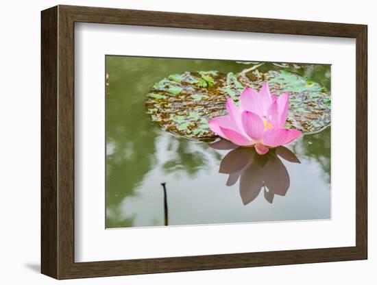 Lotus or Water Lily Flower-SweetCrisis-Framed Photographic Print