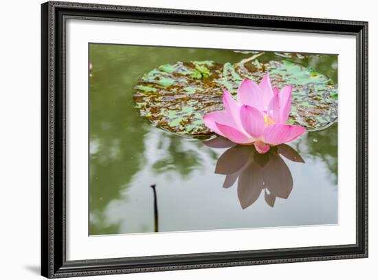 Lotus or Water Lily Flower-SweetCrisis-Framed Photographic Print