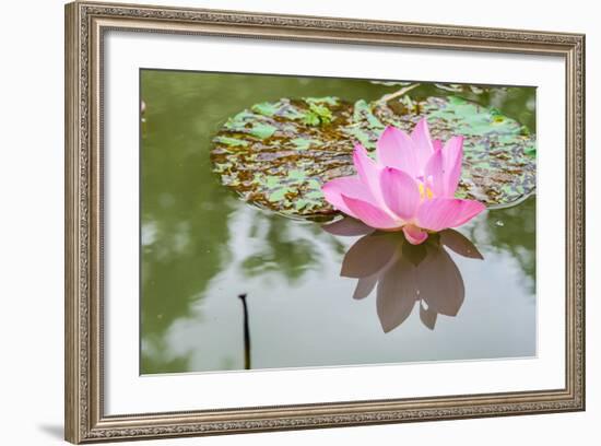 Lotus or Water Lily Flower-SweetCrisis-Framed Photographic Print