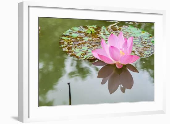 Lotus or Water Lily Flower-SweetCrisis-Framed Photographic Print