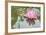 Lotus or Water Lily Flower-SweetCrisis-Framed Photographic Print