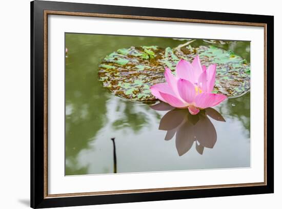 Lotus or Water Lily Flower-SweetCrisis-Framed Photographic Print