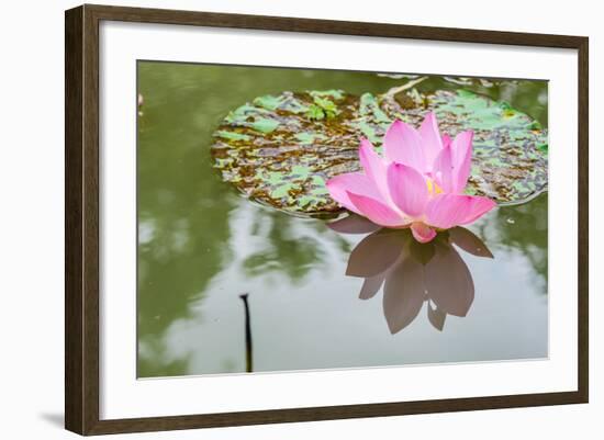 Lotus or Water Lily Flower-SweetCrisis-Framed Photographic Print