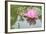 Lotus or Water Lily Flower-SweetCrisis-Framed Photographic Print