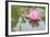 Lotus or Water Lily Flower-SweetCrisis-Framed Photographic Print