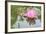 Lotus or Water Lily Flower-SweetCrisis-Framed Photographic Print