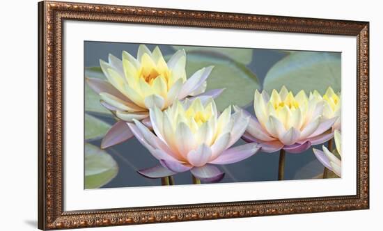 Lotus Panorama-Diego Ceja-Framed Giclee Print