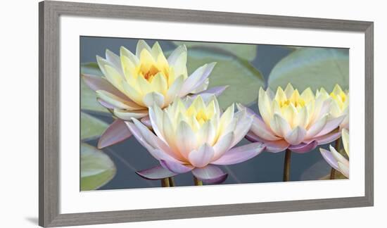 Lotus Panorama-Diego Ceja-Framed Giclee Print