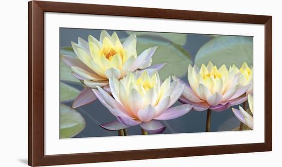 Lotus Panorama-Diego Ceja-Framed Giclee Print