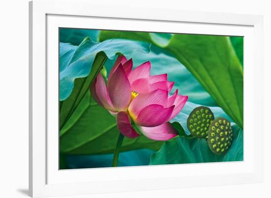 Lotus Paradise-Nhiem Hoang The-Framed Giclee Print