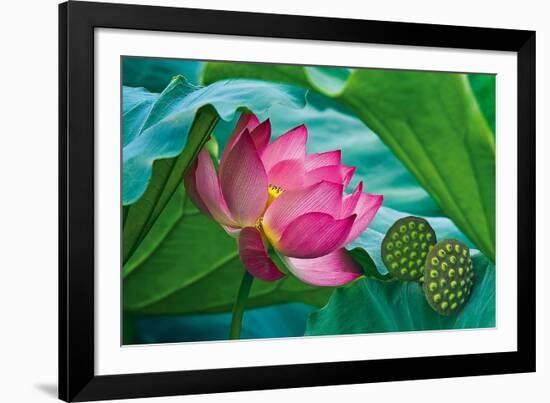 Lotus Paradise-Nhiem Hoang The-Framed Giclee Print