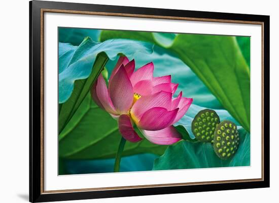 Lotus Paradise-Nhiem Hoang The-Framed Giclee Print