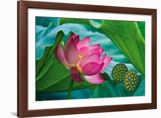 Lotus Paradise-Nhiem Hoang The-Framed Giclee Print