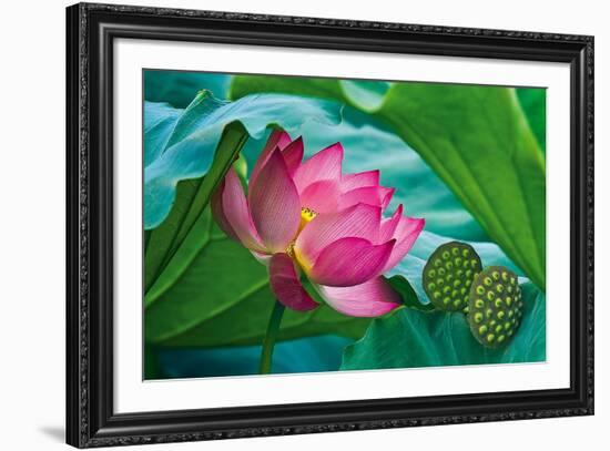 Lotus Paradise-Nhiem Hoang The-Framed Giclee Print