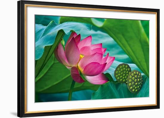 Lotus Paradise-Nhiem Hoang The-Framed Giclee Print