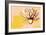 Lotus Pop (Yellow)-null-Framed Art Print