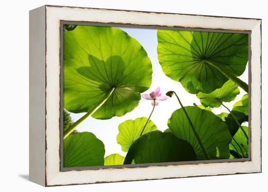 Lotus Rise up to the Sky-Liang Zhang-Framed Premier Image Canvas