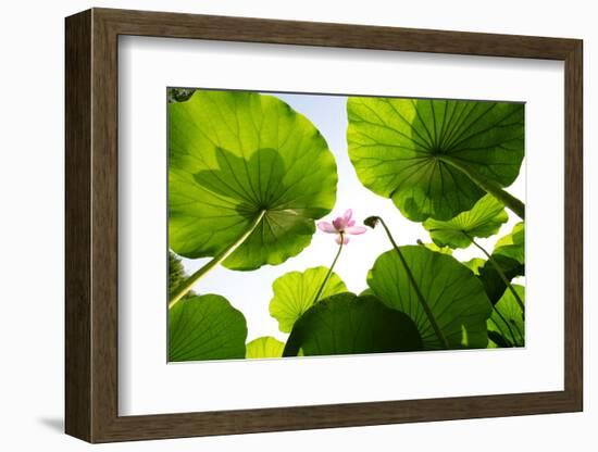 Lotus Rise up to the Sky-Liang Zhang-Framed Photographic Print