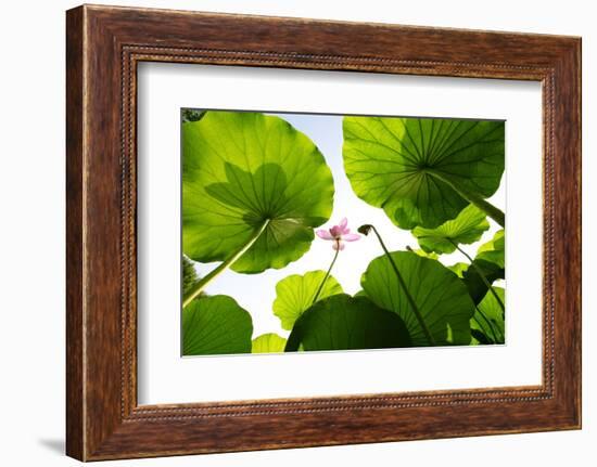 Lotus Rise up to the Sky-Liang Zhang-Framed Photographic Print