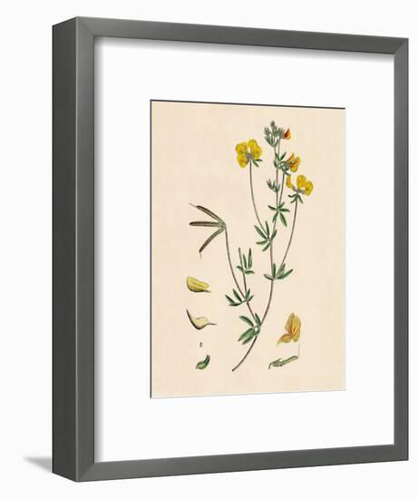 'Lotus tenius. Slender Bird's-foot Trefoil', 19th Century-Unknown-Framed Giclee Print