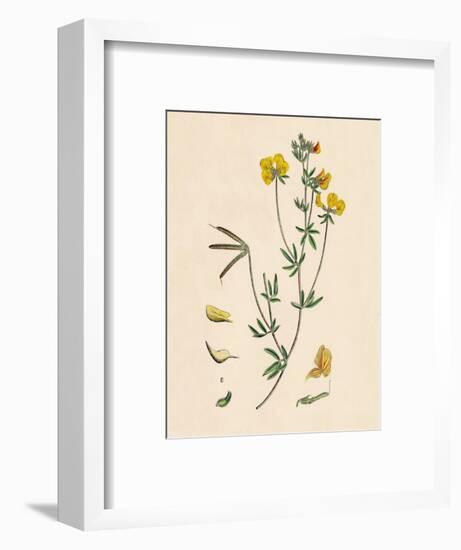 'Lotus tenius. Slender Bird's-foot Trefoil', 19th Century-Unknown-Framed Giclee Print