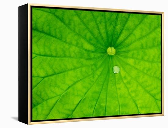 Lotus with Dew Drop, North Carolina, USA-null-Framed Premier Image Canvas