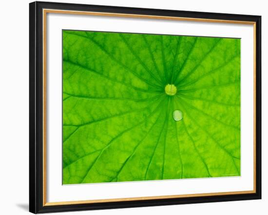 Lotus with Dew Drop, North Carolina, USA-null-Framed Photographic Print