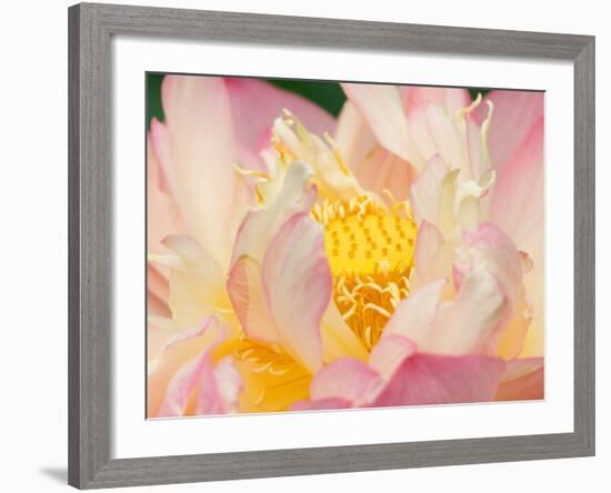 Lotus with Ruffled Petals, Perry's Water Garden, Franklin, North Carolina, USA-Joanne Wells-Framed Photographic Print