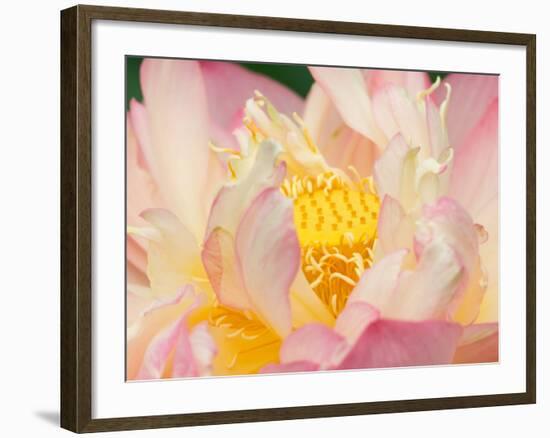 Lotus with Ruffled Petals, Perry's Water Garden, Franklin, North Carolina, USA-Joanne Wells-Framed Photographic Print