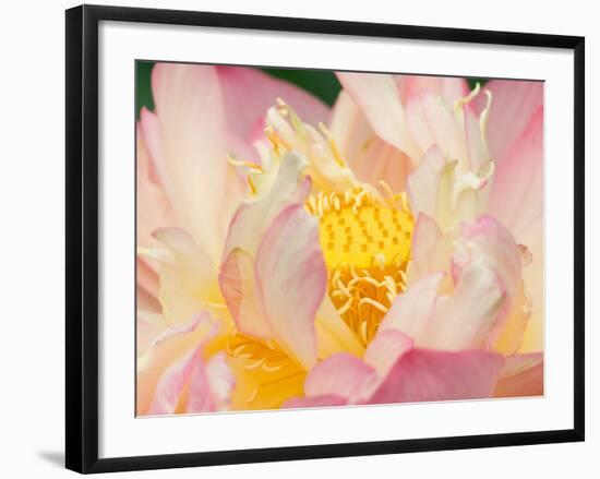 Lotus with Ruffled Petals, Perry's Water Garden, Franklin, North Carolina, USA-Joanne Wells-Framed Photographic Print