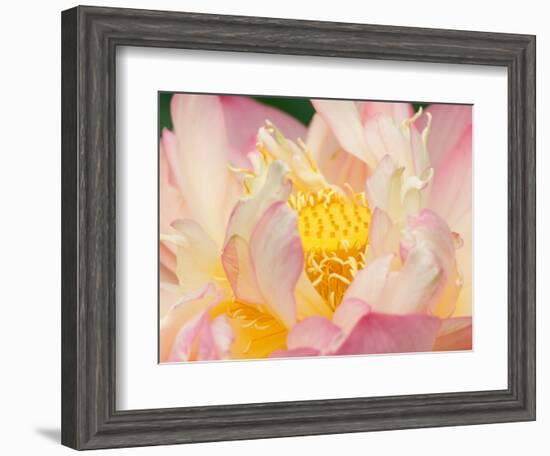 Lotus with Ruffled Petals, Perry's Water Garden, Franklin, North Carolina, USA-Joanne Wells-Framed Photographic Print