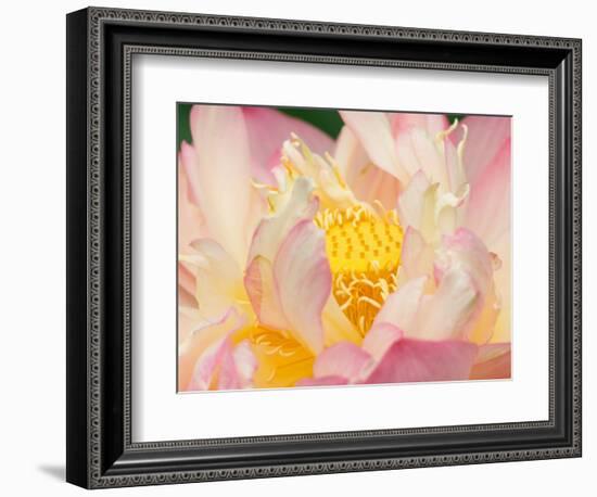 Lotus with Ruffled Petals, Perry's Water Garden, Franklin, North Carolina, USA-Joanne Wells-Framed Photographic Print