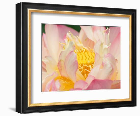 Lotus with Ruffled Petals, Perry's Water Garden, Franklin, North Carolina, USA-Joanne Wells-Framed Photographic Print