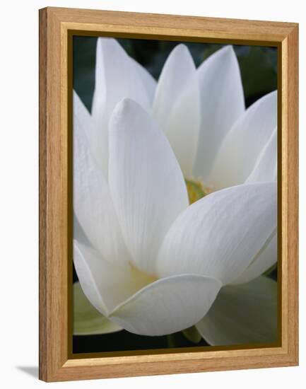 Lotus-Jim Christensen-Framed Premier Image Canvas