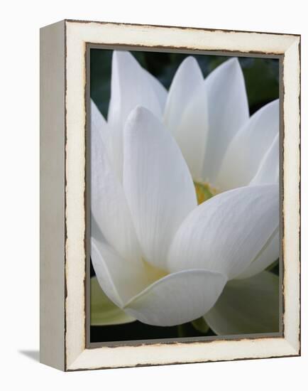 Lotus-Jim Christensen-Framed Premier Image Canvas