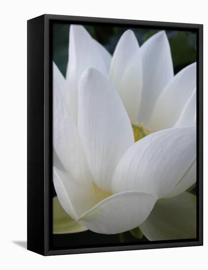 Lotus-Jim Christensen-Framed Premier Image Canvas