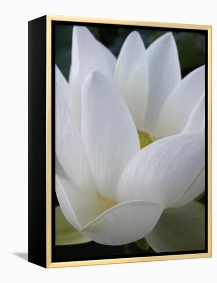 Lotus-Jim Christensen-Framed Premier Image Canvas