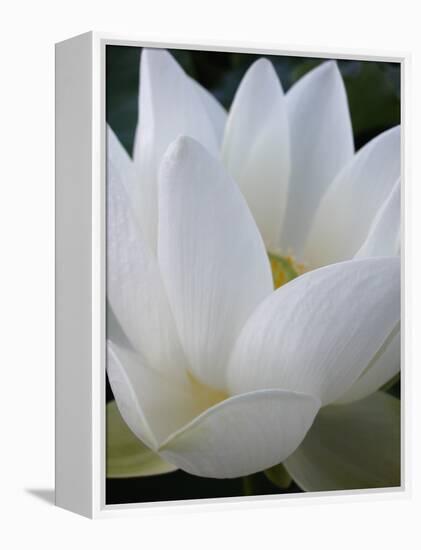 Lotus-Jim Christensen-Framed Premier Image Canvas