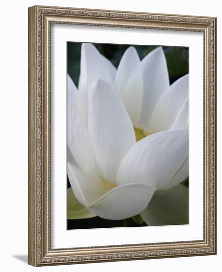 Lotus-Jim Christensen-Framed Photographic Print