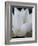 Lotus-Jim Christensen-Framed Photographic Print