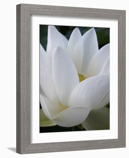 Lotus-Jim Christensen-Framed Photographic Print