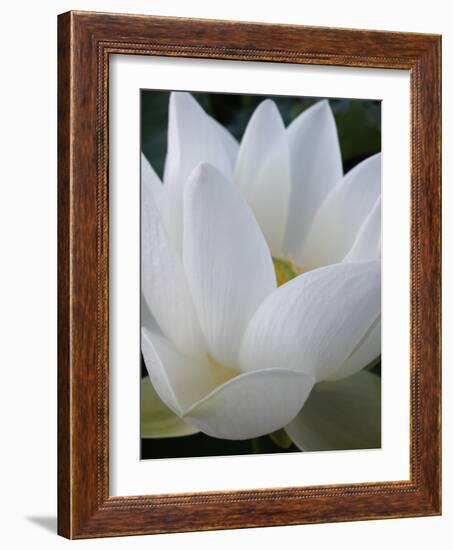 Lotus-Jim Christensen-Framed Photographic Print