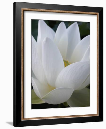 Lotus-Jim Christensen-Framed Photographic Print