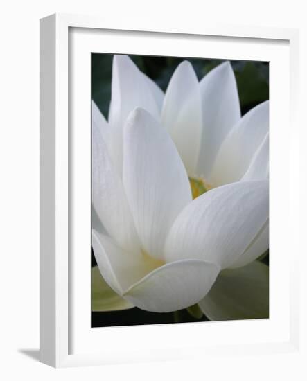 Lotus-Jim Christensen-Framed Photographic Print