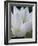 Lotus-Jim Christensen-Framed Photographic Print